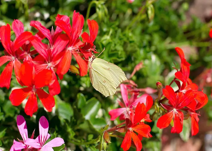 Penzion Gaestehaus Herrmann